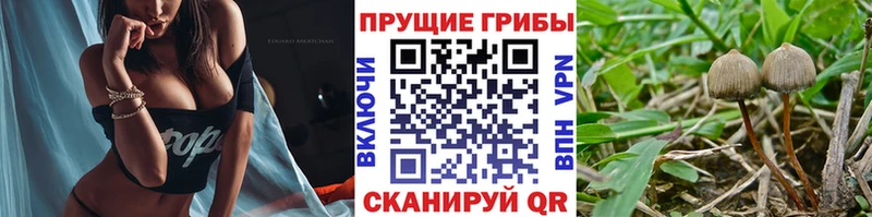Псилоцибиновые грибы Psilocybe  Мариинск 