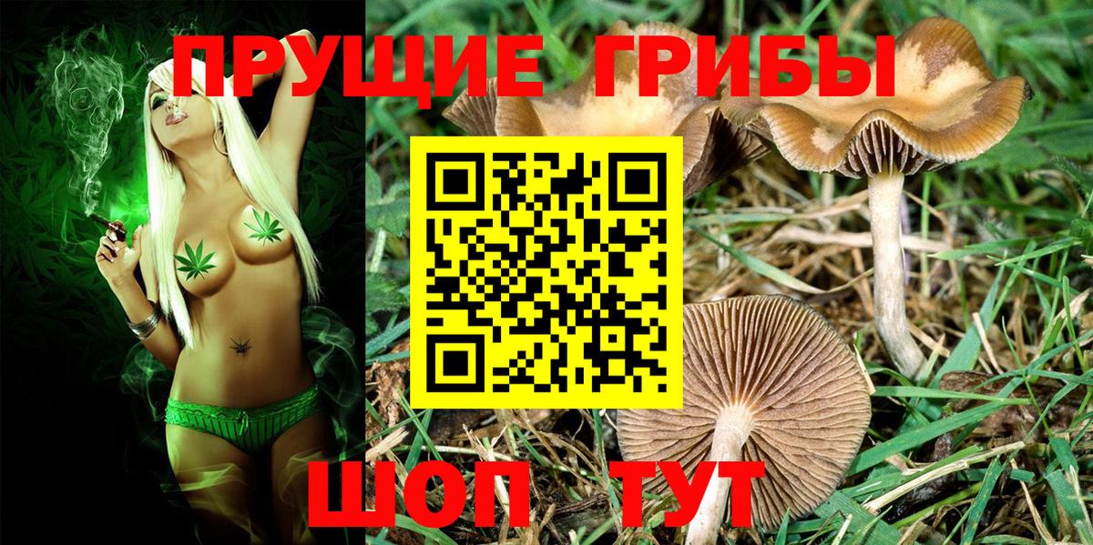 Псилоцибиновые грибы Psilocybe Мариинск